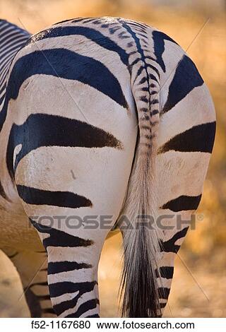 Mountain Zebra (Equus zebra) View Large Photo Image Stock Image - Mountain Zebra (Equus zebra). Fotosearch