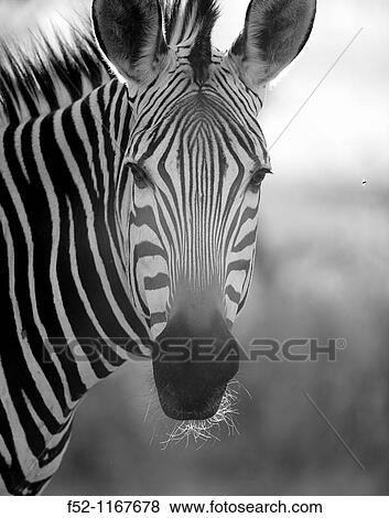 Stock Photo - Mountain Zebra (Equus zebra). Fotosearch