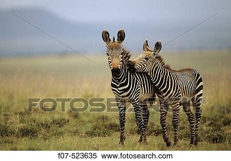 Mountain Zebras (Equus z. zebra). South Africa. IUCN Endangered. Almost exclusively grazers. View Large Photo Image Stock Photography - Mountain Zebras (Equus z. zebra). South Africa. IUCN Endangered. Almost exclusively grazers.. Fotosearch