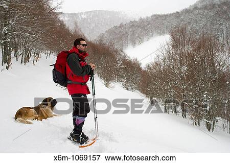 mountaineer with snowshoes in a snow-capped forest moving forward in a slope Road to Coriscao summit Picos de Europa National Park Cordillera Cantab Cantabria Spain Europe View Large Photo Image Stock Photo - mountaineer with snowshoes in a snow-capped forest moving forward in a slope Road to Coriscao summit Picos de Europa National Park Cordillera Cantab Cantabria Spain Europe. Fotosearch