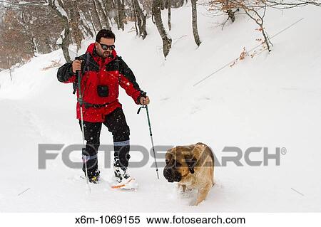 Stock Photography - mountaineer with snowshoes in a snow-capped forest moving forward in a slope Road to Coriscao summit Picos de Europa National Park Cordillera Cantab Cantabria Spain Europe. Fotosearch