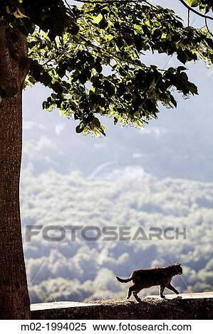 Mountains of Corte, Corsican, France. View Large Photo Image Stock Photography - Mountains of Corte, Corsican, France.. Fotosearch