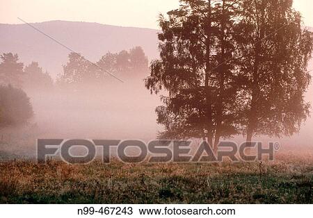 Stock Image - Mountains pasture with group of trees, sunrise and fog. Lower Mountain Range. National Park Sumava. Czech Republic.. Fotosearch