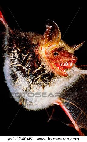 MOUSE-EARED BAT myotis myotis, ADULT IN FLIGHT, CLOSE-UP OF THE BODY View Large Photo Image Stock Image - MOUSE-EARED BAT myotis myotis, ADULT IN FLIGHT, CLOSE-UP OF THE BODY. Fotosearch