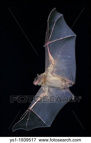 Mouse-Eared Bat, myotis myotis, Adult in Flight. View Large Photo Image Stock Photo - Mouse-Eared Bat, myotis myotis, Adult in Flight.. Fotosearch