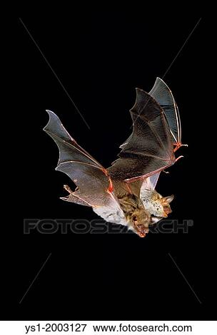 Mouse-Eared Bat, myotis myotis, Adults in Flight against Black background View Large Photo Image Stock Photo - Mouse-Eared Bat, myotis myotis, Adults in Flight against Black background. Fotosearch