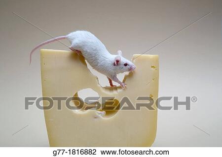 Mouse over a piece of cheese. Miami Beach, Florida, USA View Large Photo Image Stock Image - Mouse over a piece of cheese. Miami Beach, Florida, USA. Fotosearch