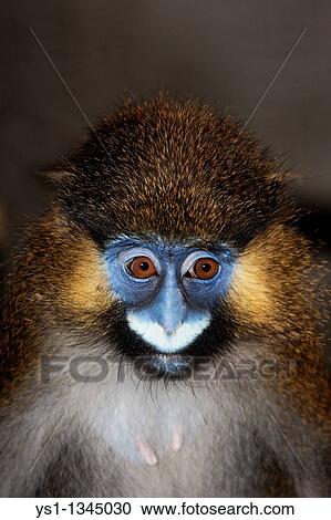 MOUSTACHED MONKEY OR MUSTACHED MONKEY cercopithecus cephus, PORTRAIT OF FEMALE View Large Photo Image Stock Image - MOUSTACHED MONKEY OR MUSTACHED MONKEY cercopithecus cephus, PORTRAIT OF FEMALE. Fotosearch