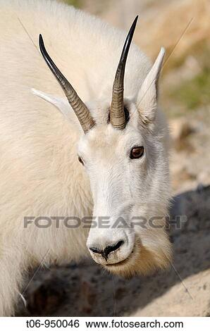 Moutain goat Oreamnos americanus in Jasper National Park Rocky Mountains, Alberta, Canada View Large Photo Image Stock Photograph - Moutain goat Oreamnos americanus in Jasper National Park Rocky Mountains, Alberta, Canada. Fotosearch