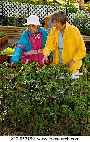 Mrs. Lil Punkari (age 83) and daughter Brenda Johnston discuss tomato plants in the Lasagne vegetable Garden View Large Photo Image Stock Photo - Mrs. Lil Punkari (age 83) and daughter Brenda Johnston discuss tomato plants in the Lasagne vegetable Garden. Fotosearch