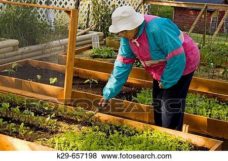Mrs Lil Punkari (age 83) tends her Lasagne Vegetable Garden- raised beds for convenience View Large Photo Image Stock Photo - Mrs Lil Punkari (age 83) tends her Lasagne Vegetable Garden- raised beds for convenience. Fotosearch