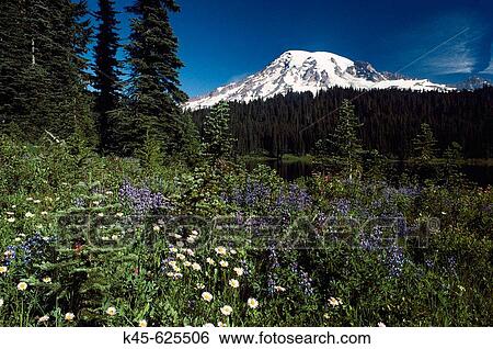 Stock Photograph - Mt. Rainier with wildflowers in spring, Paradise Park. Washington, USA. Fotosearch