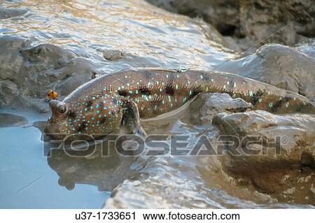 Mudskipper. Image taken at Sungai Apong, Kuching, Sarawak, Malaysia. View Large Photo Image Stock Image - Mudskipper. Image taken at Sungai Apong, Kuching, Sarawak, Malaysia.. Fotosearch