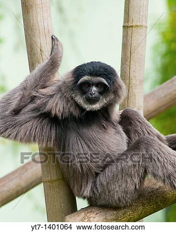 Picture - Mueller's Grey Gibbon. Fotosearch