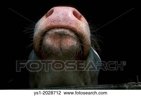 Stock Image - Muffle of Calf.. Fotosearch
