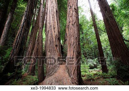 Muir Woods National Monument, San Francisco, California, USA View Large Photo Image Stock Image - Muir Woods National Monument, San Francisco, California, USA. Fotosearch