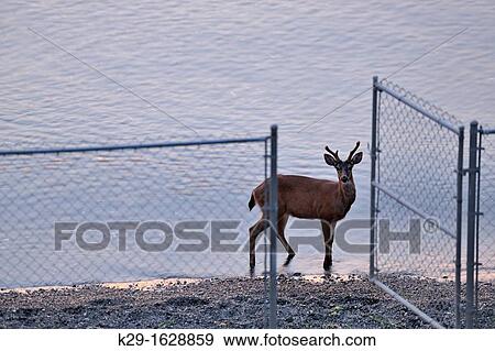 Mule deer walking Cordova Beach at dawn at high tide, Victoria, BC, Canada View Large Photo Image Stock Photo - Mule deer walking Cordova Beach at dawn at high tide, Victoria, BC, Canada. Fotosearch