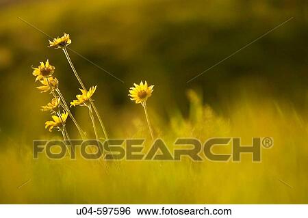 Mule's ear (Wyethia mollis) flowers in Wasatch Mountains, Western USA View Large Photo Image Stock Photograph - Mule's ear (Wyethia mollis) flowers in Wasatch Mountains, Western USA. Fotosearch