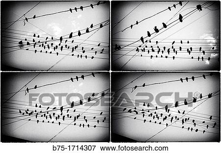 multi image pictures of birds in a cord, View Large Photo Image Stock Photo - multi image pictures of birds in a cord,. Fotosearch