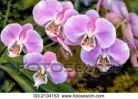 Multicolored phalaenopsis orchids. View Large Photo Image Stock Image - Multicolored phalaenopsis orchids.. Fotosearch