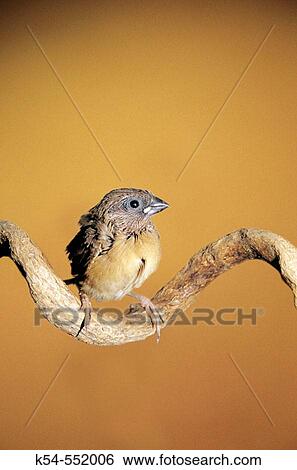Munia Bird View Large Photo Image Stock Photograph - Munia Bird. Fotosearch