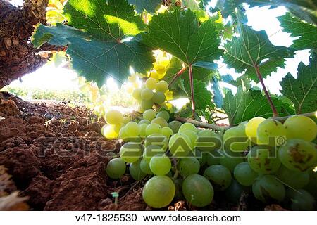 Stock Image - Muscat grape cluster, Vall del Pop, Alicante, Spain. Fotosearch