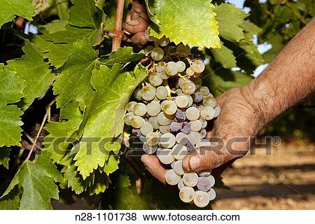 Muscat grapes. Mollina, MBlaga province, Andalusia, Spain View Large Photo Image Stock Photo - Muscat grapes. Mollina, MBlaga province, Andalusia, Spain. Fotosearch