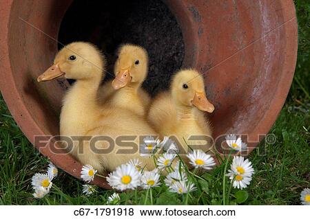 Muscovey Ducklings at a week old View Large Photo Image Stock Photo - Muscovey Ducklings at a week old. Fotosearch