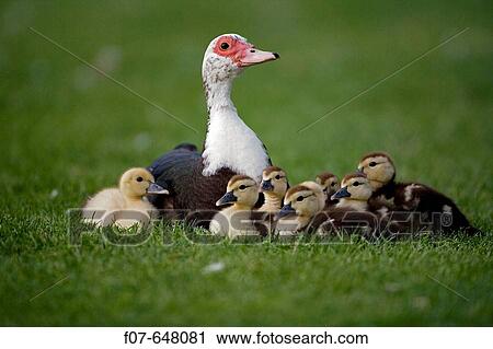 Muscovy Duck with Young (Cairina moschata) - England - UK - Originated in South America View Large Photo Image Stock Image - Muscovy Duck with Young (Cairina moschata) - England - UK - Originated in South America. Fotosearch
