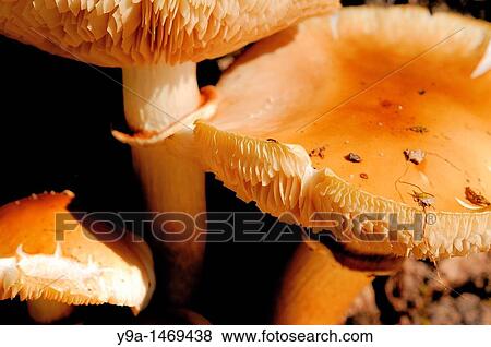 Mushroom Agrocybe aegerita group detail on the base of a living tree San Martin del Castanar Las Batuecas-Sierra de Francia Natural Park Salamanca Spain View Large Photo Image Stock Photo - Mushroom Agrocybe aegerita group detail on the base of a living tree San Martin del Castanar Las Batuecas-Sierra de Francia Natural Park Salamanca Spain. Fotosearch