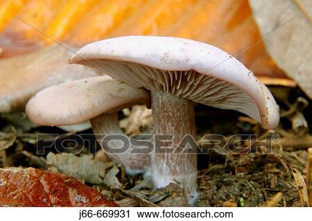 Mushroom and medlar leaves. Soneja. Castell? n province, Spain View Large Photo Image Stock Image - Mushroom and medlar leaves. Soneja. Castell? n province, Spain. Fotosearch