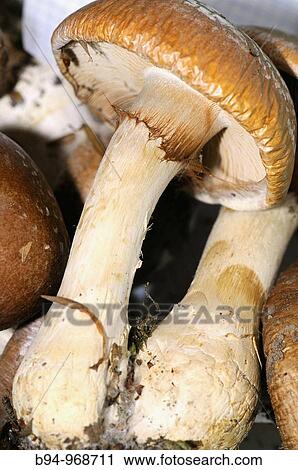 Mushroom (Cortinarius praestans). Osseja, Languedoc-Roussillon, Pyrenees-Orientales, France View Large Photo Image Stock Image - Mushroom (Cortinarius praestans). Osseja, Languedoc-Roussillon, Pyrenees-Orientales, France. Fotosearch