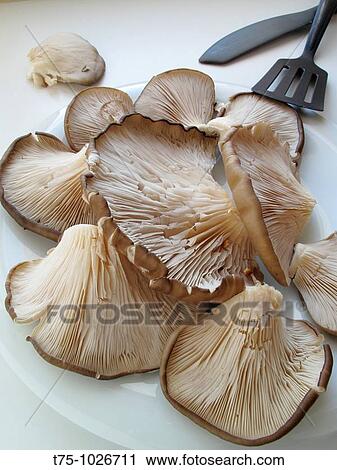 Mushroom cultivation View Large Photo Image Stock Image - Mushroom cultivation. Fotosearch