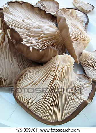 Stock Image - Mushroom cultivation. Fotosearch
