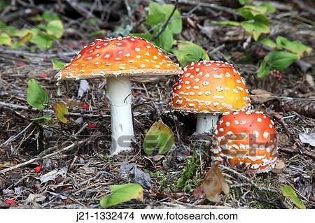 Mushroom fly (Amanita muscaria) growing in a Swedish forest View Large Photo Image Picture - Mushroom fly (Amanita muscaria) growing in a Swedish forest. Fotosearch