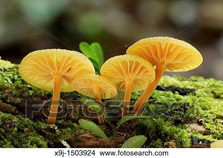 Picture - Mushroom, Fungi, on tree trunk, borneo. Fotosearch
