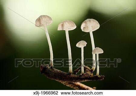 Mushroom, Fungi on tree trunk, borneo View Large Photo Image Stock Image - Mushroom, Fungi on tree trunk, borneo. Fotosearch
