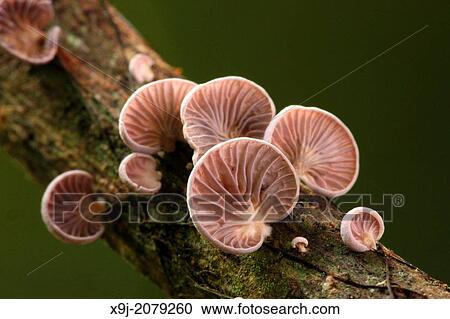 Mushroom, Fungi, on tree trunk, borneo. View Large Photo Image Stock Image - Mushroom, Fungi, on tree trunk, borneo.. Fotosearch