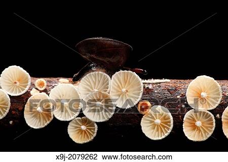 Mushroom, Fungi, on tree trunk, borneo. View Large Photo Image Stock Image - Mushroom, Fungi, on tree trunk, borneo.. Fotosearch