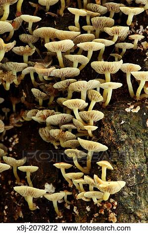 Stock Image - Mushroom, Fungi, on tree trunk, borneo.. Fotosearch