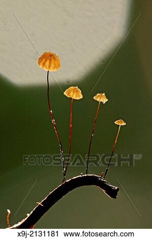 Mushroom, Fungi, on tree trunk, borneo View Large Photo Image Stock Image - Mushroom, Fungi, on tree trunk, borneo. Fotosearch