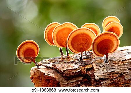 Stock Photo - Mushroom, Fungi, on tree trunk, borneo. Fotosearch