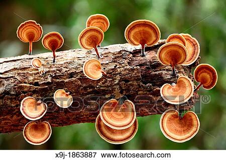 Mushroom, Fungi, on tree trunk, borneo View Large Photo Image Stock Photo - Mushroom, Fungi, on tree trunk, borneo. Fotosearch