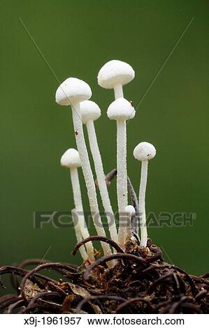 Stock Photo - Mushroom, Fungi on tree trunk, borneo. Fotosearch