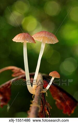 Mushroom, Fungi on tree trunk, borneo. View Large Photo Image Stock Photograph - Mushroom, Fungi on tree trunk, borneo.. Fotosearch