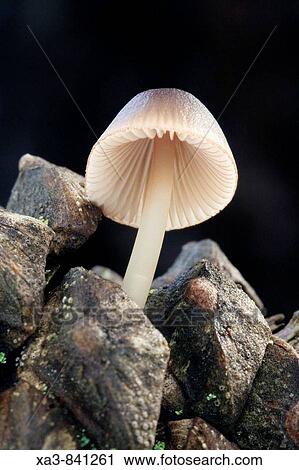 Mushroom growing on a pine cone, Pinares de rodeno, Teruel province, Aragon, Spain View Large Photo Image Stock Image - Mushroom growing on a pine cone, Pinares de rodeno, Teruel province, Aragon, Spain. Fotosearch