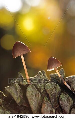 Stock Photograph - Mushroom growing on pine at Lous? Mountain, Portugal. Fotosearch