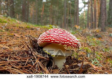 mushroom Guadarrama National Park View Large Photo Image Picture - mushroom Guadarrama National Park. Fotosearch