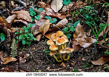 Mushroom, hypsizgus marmoreus in a Asturias forest, Spain View Large Photo Image Stock Photo - Mushroom, hypsizgus marmoreus in a Asturias forest, Spain. Fotosearch
