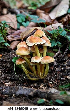Stock Photo - Mushroom, hypsizgus marmoreus in a Asturias forest, Spain. Fotosearch